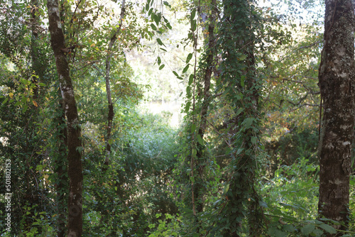 Selva Valdiviana bosque Chileno, Forest photo