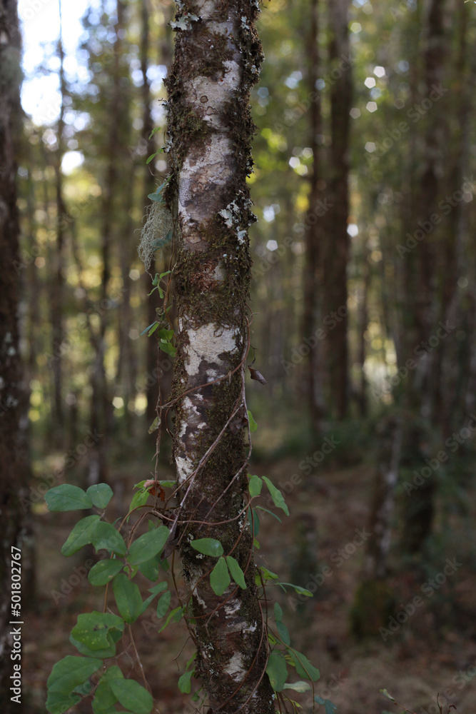 Selva valdiviana Bosque chileno Forest Selva valdiviana Bosque chileno Forest