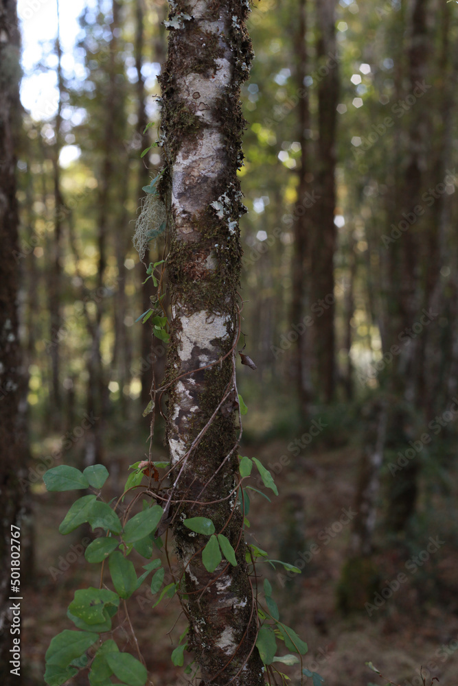 Selva valdiviana Bosque chileno Forest