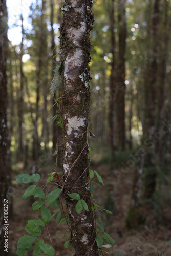 Selva valdiviana Bosque chileno Forest photo
