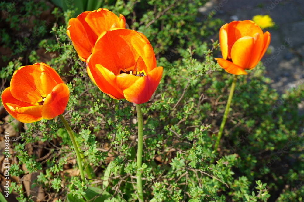 Beet mit orangenen Tulpen am Straßenrand bei Sonne im Frühling Beet mit orangenen Tulpen am Straßenrand bei Sonne im Frühling