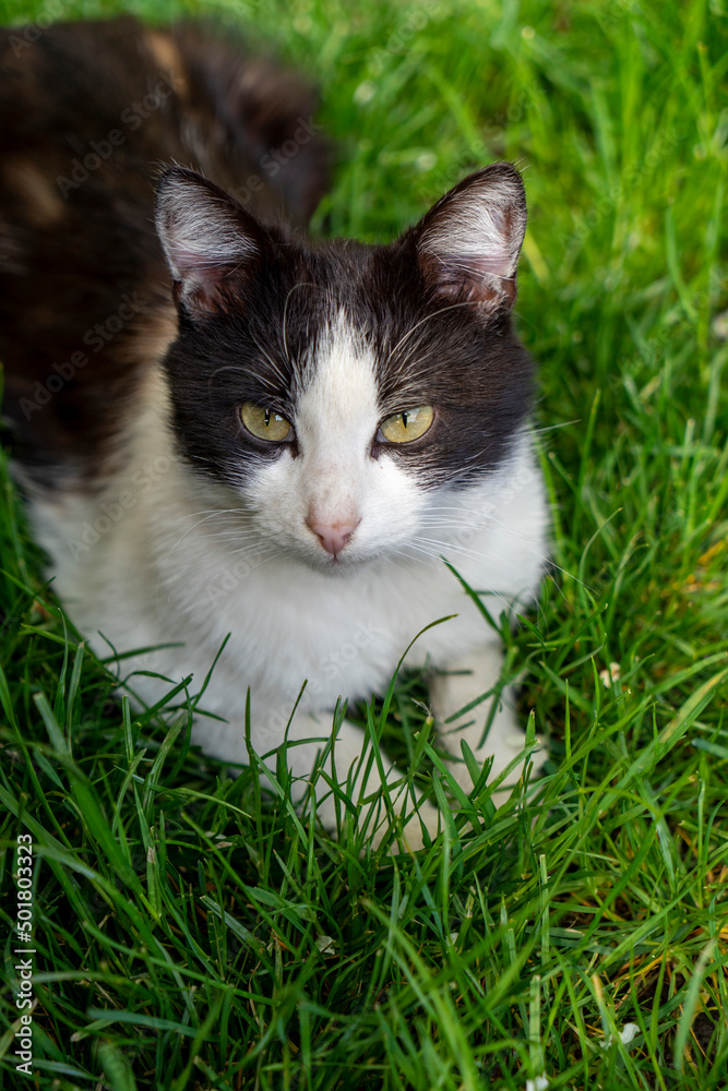 Black and white cat lying on the green grass looking directly into the camera
