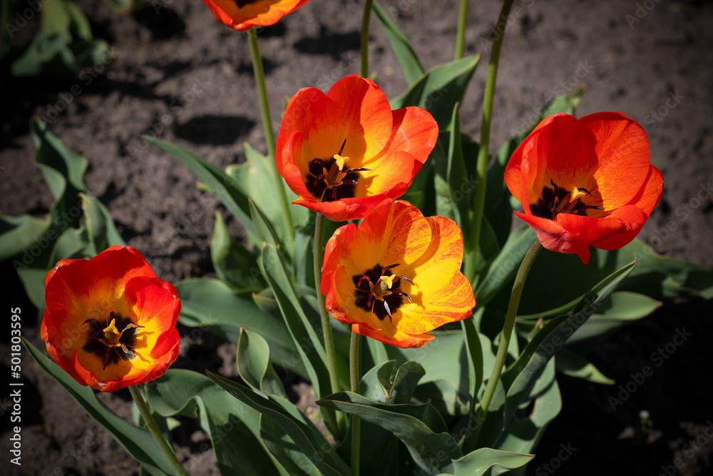 Beautiful red-orange flowers tulips. Background with tulips Beautiful red-orange flowers tulips. Background with tulips