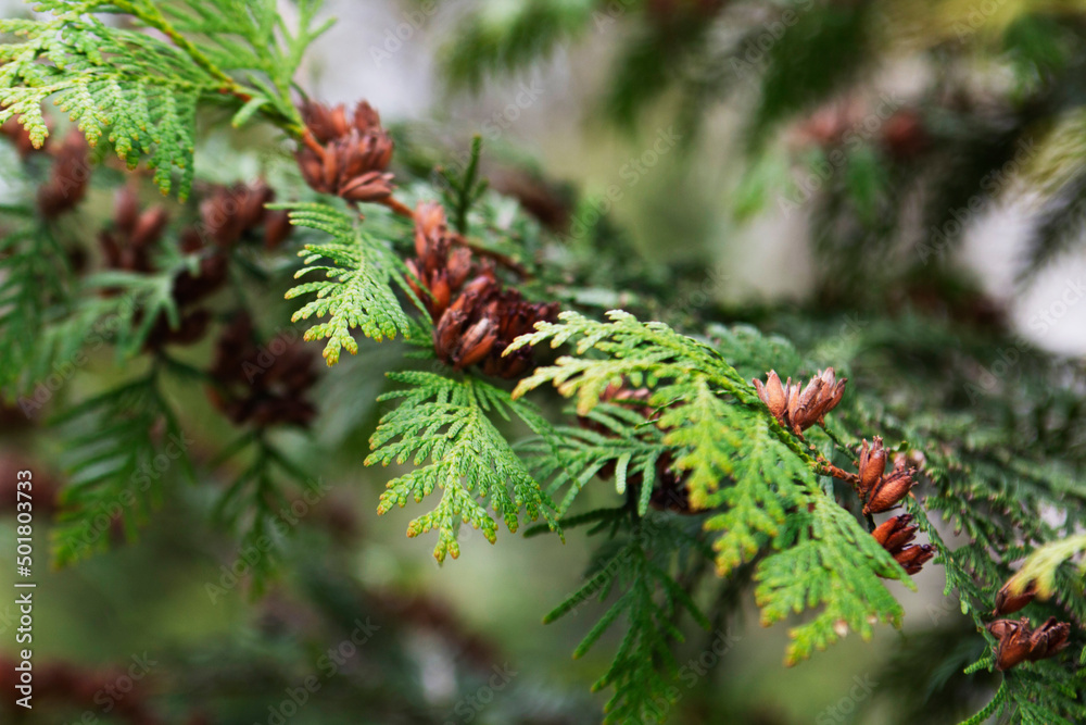 Green thuja branches with flowers and seeds in city park, nature concept.