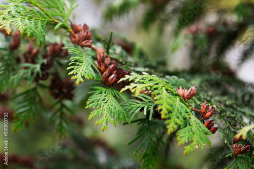 Obraz na płótnie Green thuja branches with flowers and seeds in city park, nature concept. w salonie