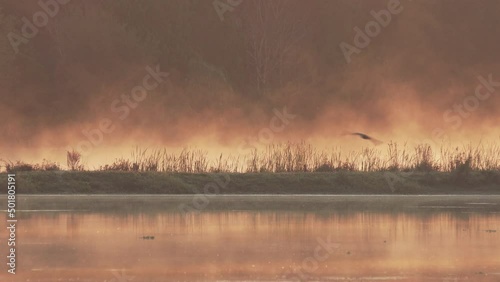 Orange pink sunrise in the swamp wetlands of Florida