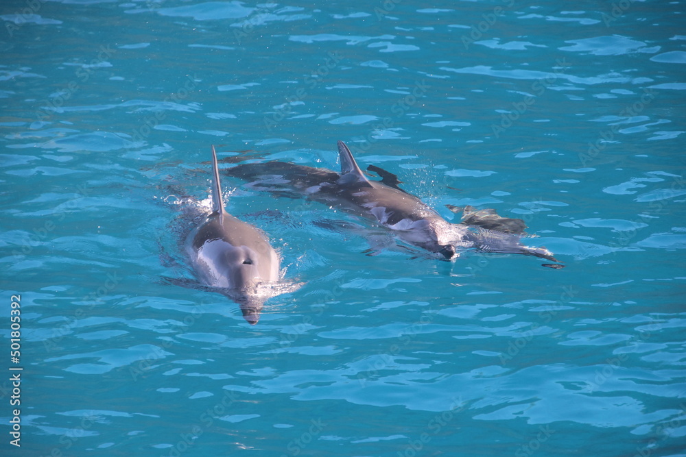 Dolphins swimming off the coast of Hawaii