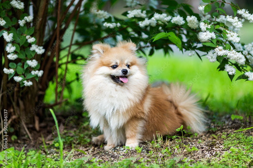 A beautiful Pomeranian sits on the grass near a flowering bush.
