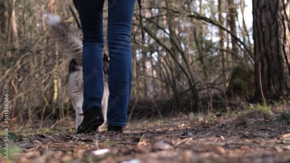 Walking with a dog in the forest or park. The owner leads his fluffy pet on a leash along a forest path. Back view. Blurred image. The rays of the sun, morning or evening Walking with a dog in the forest or park. The owner leads his fluffy pet on a leash along a forest path. Back view. Blurred image. The rays of the sun, morning or evening