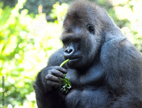Strong Adult Black Gorilla