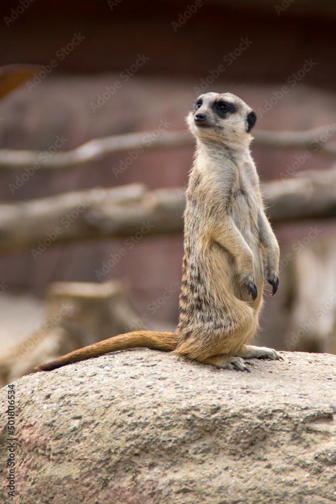 Fototapeta premium meerkat