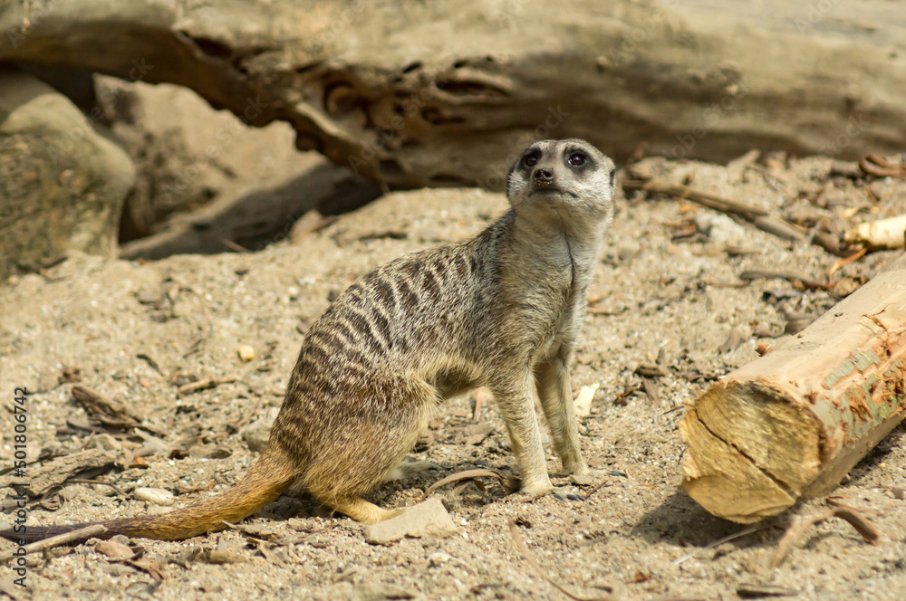 Fototapeta premium meerkat