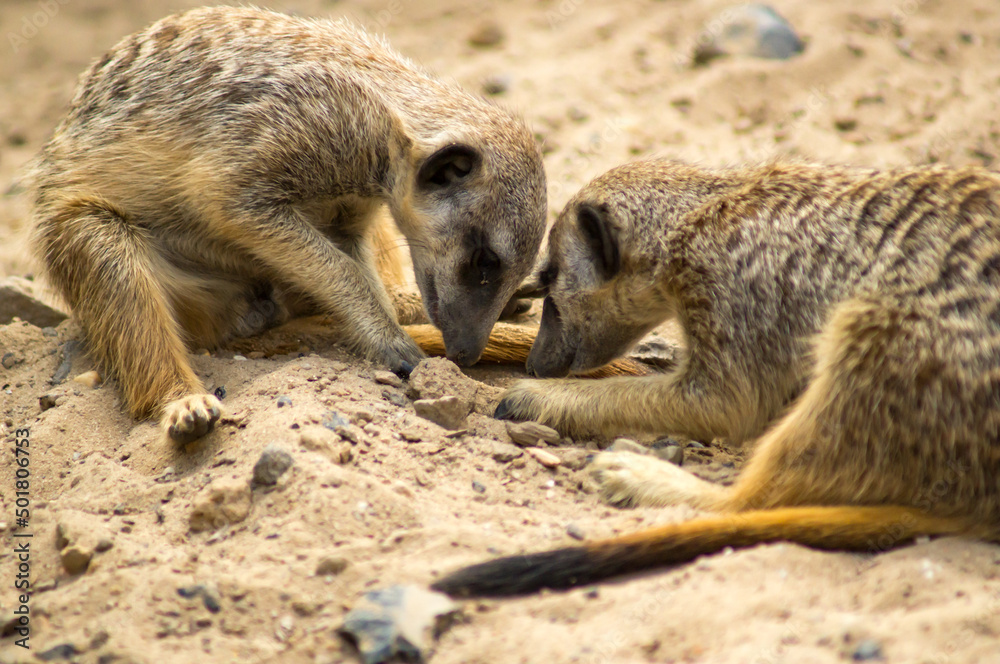 Fototapeta premium meerkat