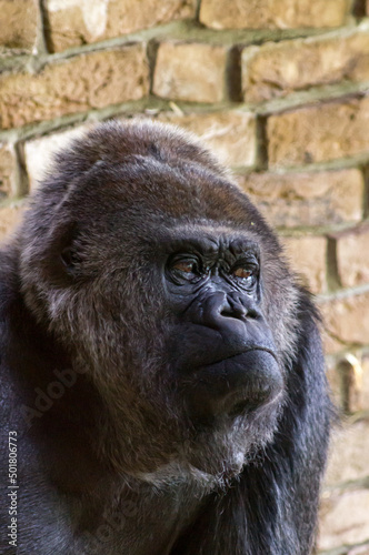 Western lowland gorilla © darksideofpink