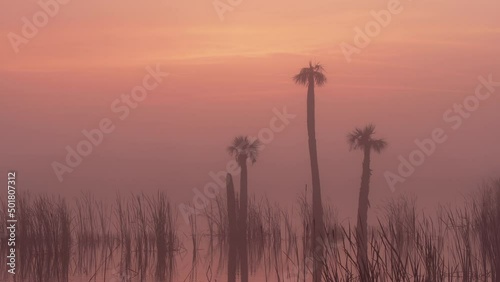 Foggy orange sunrise in the swamp wetlands of Florida with palm trees