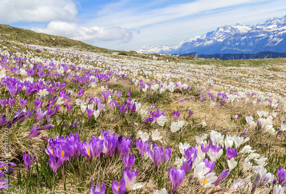 Wild crocus flowers on the alps with snow mountain at the background in early spring - manual focus and focus stacking