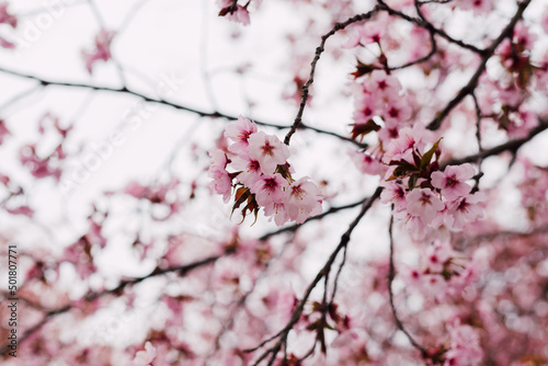 Branches with blooming pink cherries against the sky