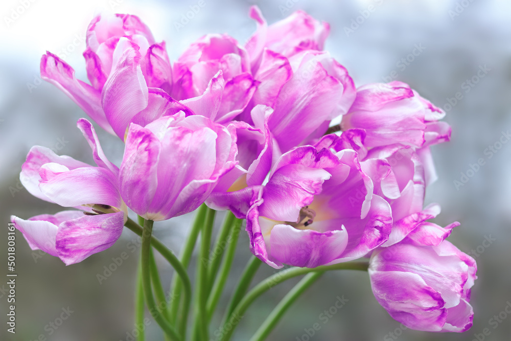Faded Tulips close up. Bouquet of purple lilac tulips close up. Tulip petals. Buds of faded flowers. Beautiful bouquet. Floral background.Purple blooming Tulips on a blurred sky background. Tulip bud Faded Tulips close up. Bouquet of purple lilac tulips close up. Tulip petals. Buds of faded flowers. Beautiful bouquet. Floral background.Purple blooming Tulips on a blurred sky background. Tulip bud