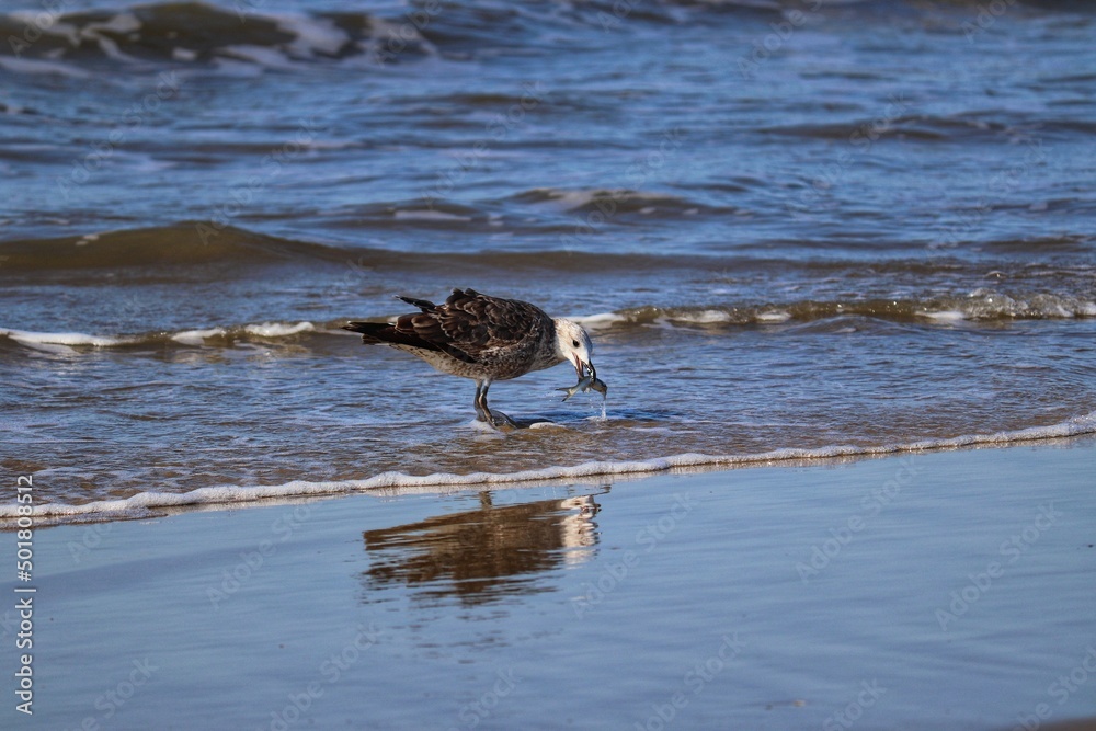 Beautiful juvenile kelp gull found in Barra de Tramandaí in Rio Grande do Sul, Brazil. Beautiful juvenile kelp gull found in Barra de Tramandaí in Rio Grande do Sul, Brazil.