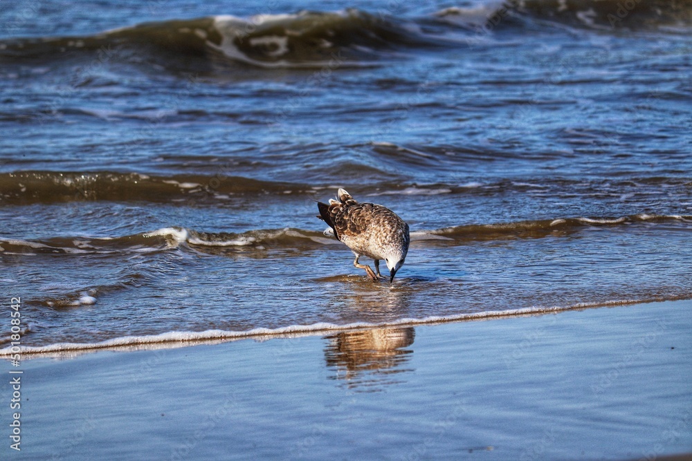 Photograph of a beautiful Juvenile Kelp Gull eating a fish. The bird was found in Barra de Tramandaí in Rio Grande do Sul, Brazil. Photograph of a beautiful Juvenile Kelp Gull eating a fish. The bird was found in Barra de Tramandaí in Rio Grande do Sul, Brazil.