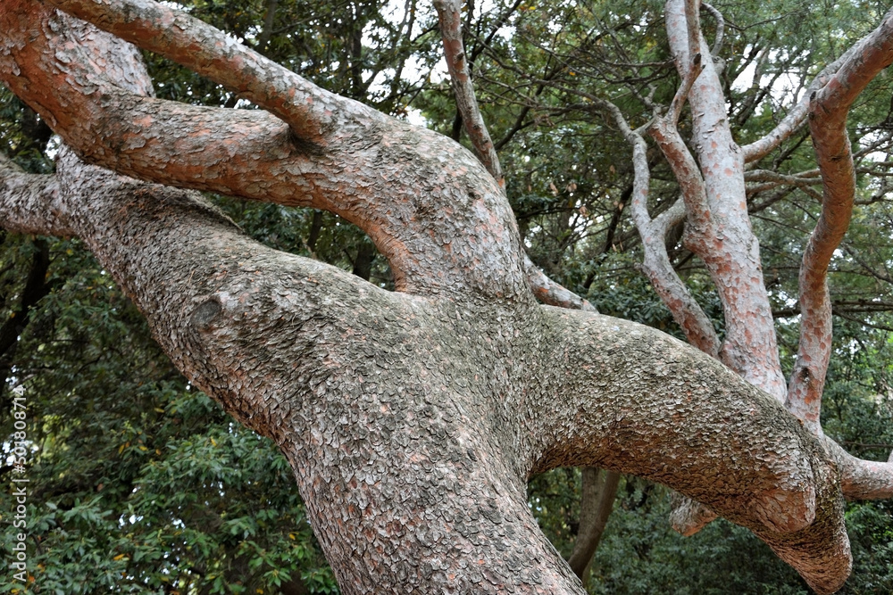The trunk of a funny pine tree The trunk of a funny pine tree