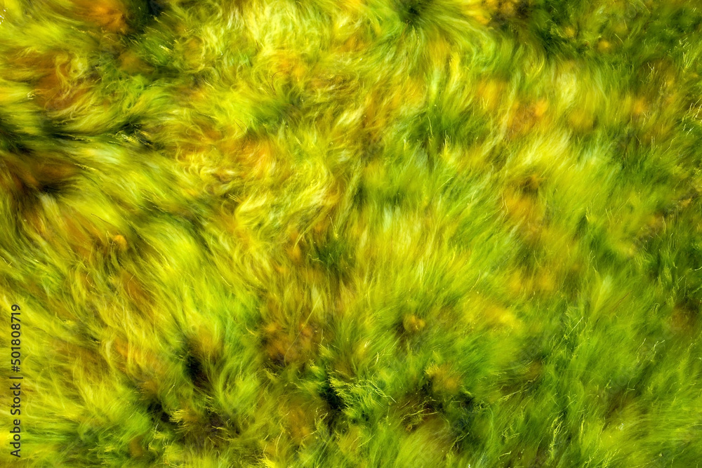 Wet seaweed as a background Wet seaweed as a background