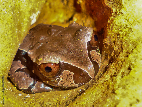 Tripion spinosus photo