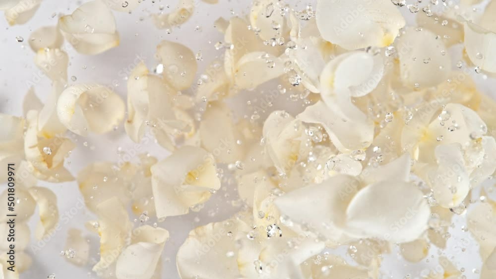 Super slow motion shot of flying white rose petals and water drops on white background at 1000 fps. Super slow motion shot of flying white rose petals and water drops on white background at 1000 fps.