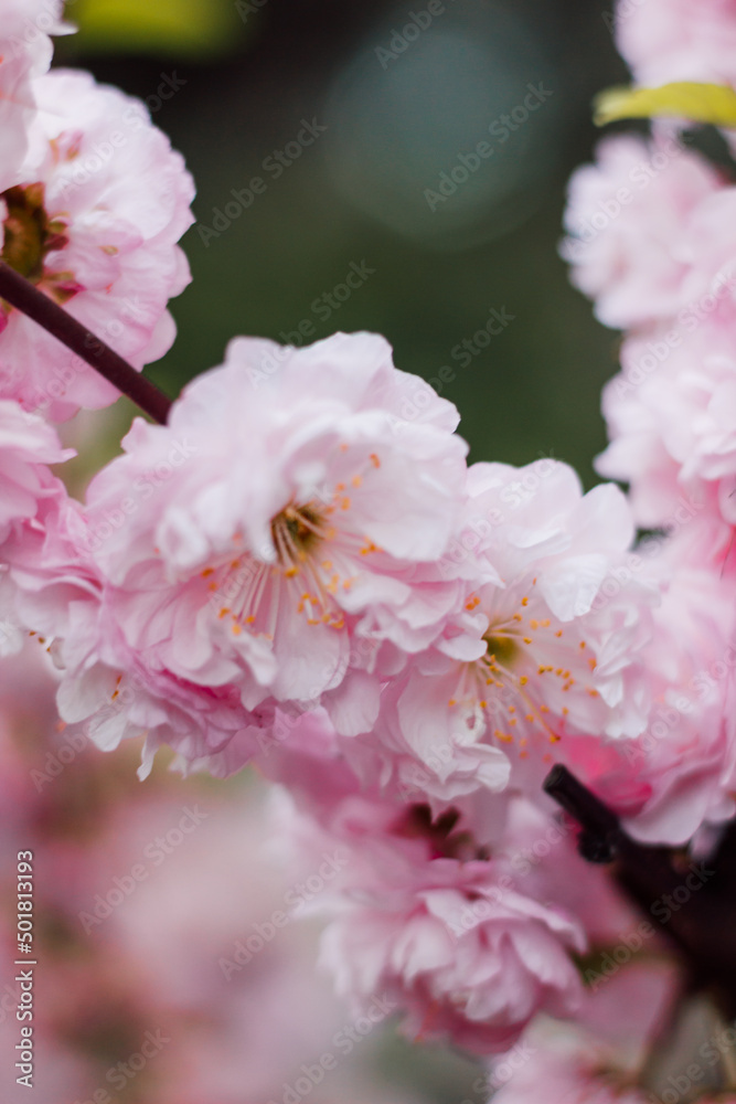 Large inflorescences of flowering cherry blossoms against Large inflorescences of flowering cherry blossoms against