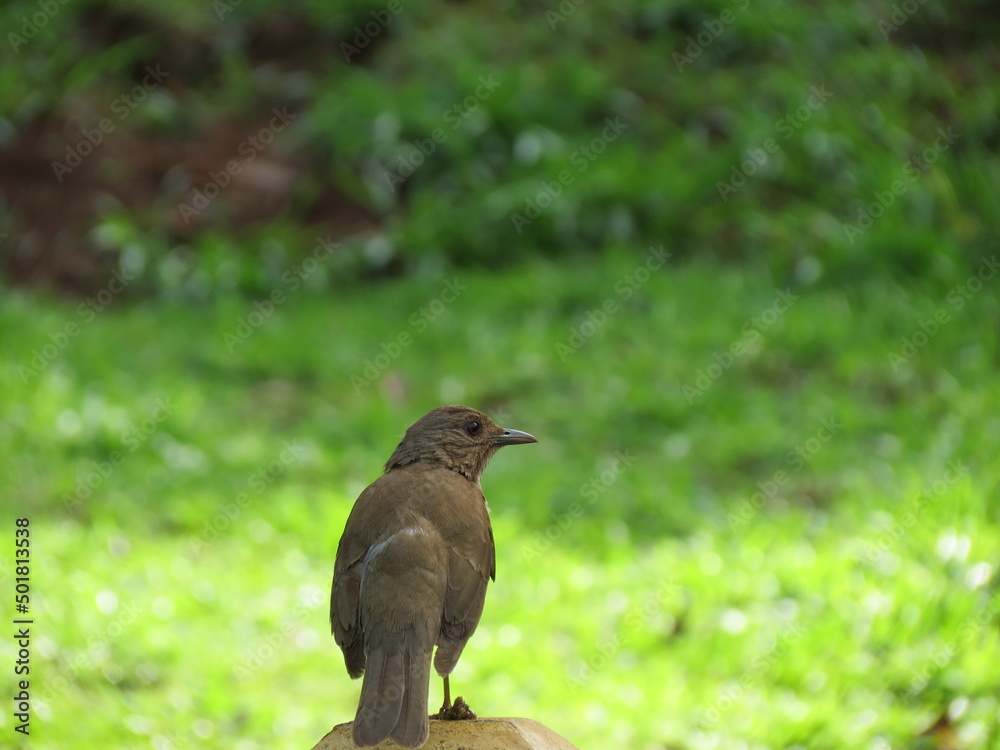 Fototapeta premium Animals in Brazil