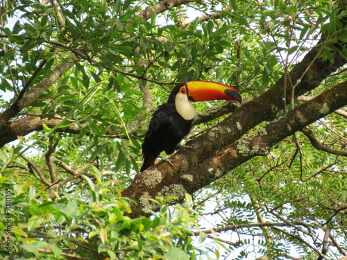 Animals in Brazil