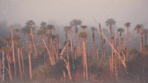 Fog and palm trees at warm sunrise in the swamp wetlands of Florida