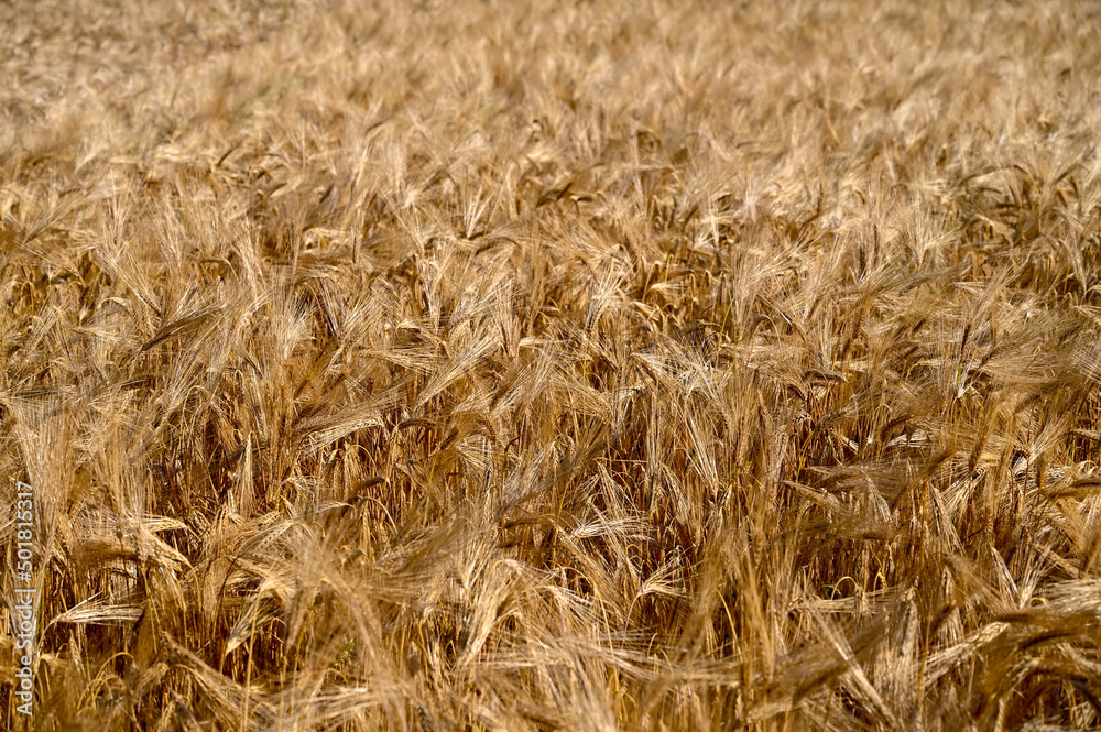 Golden barley field. Yellow ripening ears of barley ready for harvest in summer. Cereals growing on the field. Golden barley field. Yellow ripening ears of barley ready for harvest in summer. Cereals growing on the field.
