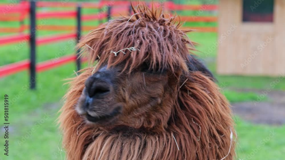 Close up of cute little funny brown lama or alpaca in farm park zoo smiling, llama guanaco profile portrait in green grass. Wool and meat concept