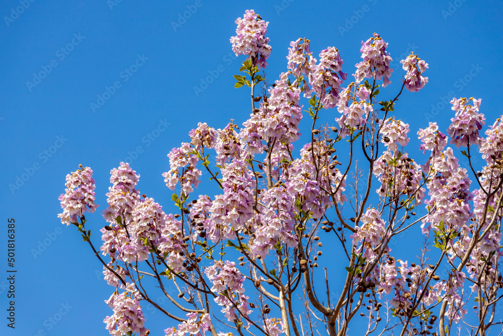 Selective focus of white purple flower of Empress with blue sky