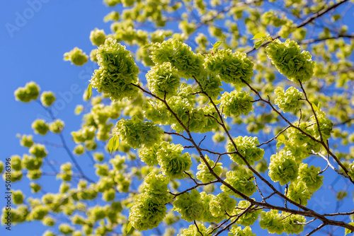 Selective focus of Ulmus minor samarae on the tree, Elm flowers in early spring, Elms are deciduous and semi-deciduous trees comprising the flowering plant genus Ulmus in the plant family Ulmaceae. photo