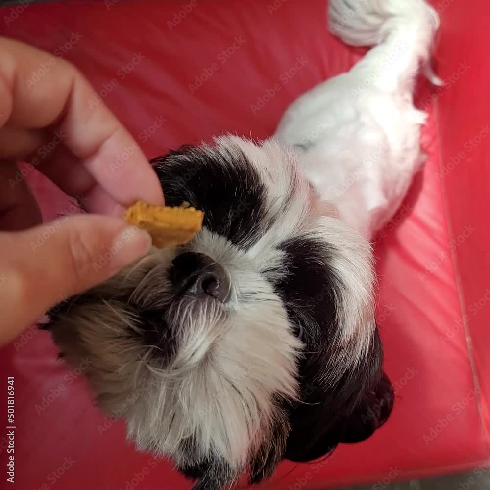 cachorro comendo petisco