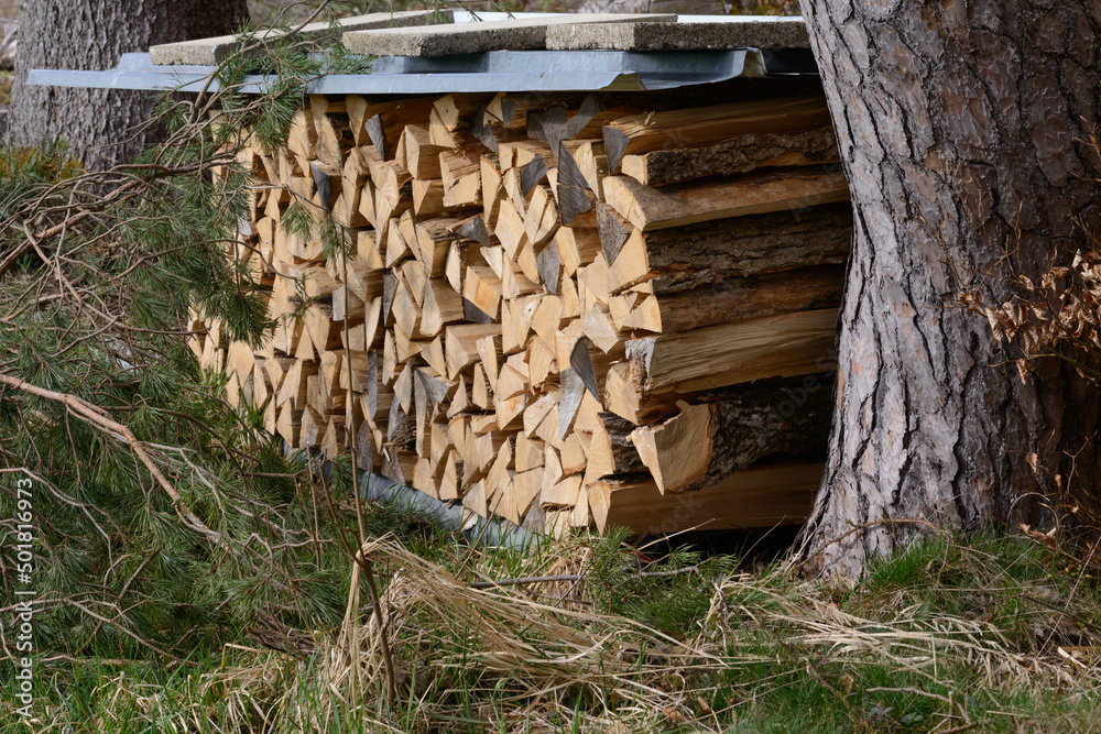 Stacked firewood in the forest Stacked firewood in the forest