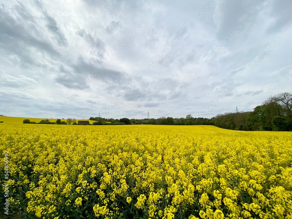 Blooming rapeseed field in a cloudy day, bright vibrant colours in England, Spring, season Blooming rapeseed field in a cloudy day, bright vibrant colours in England, Spring, season