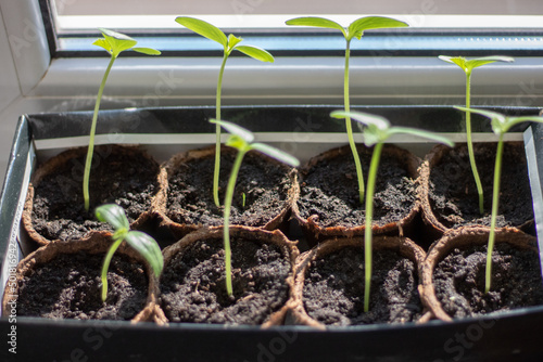 Cucumber seedlings in close-up. Cucumber sprouts