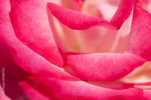 abstract rose petal background