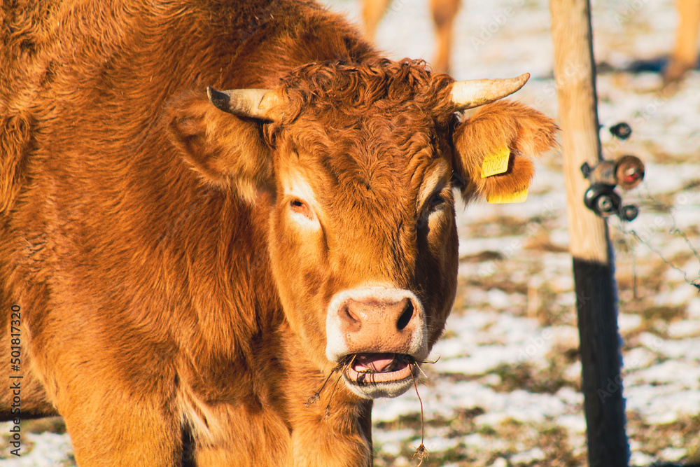 cow in snow landscape, cow grazing in the snow, cow in snow landscape, cow grazing in the snow,