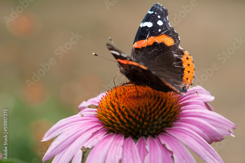 red admiral on a pink coneflower