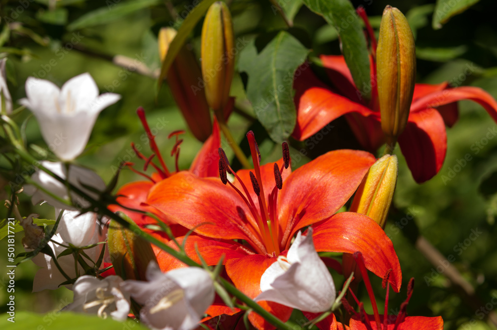 red lilies and white bell flowers in the sun red lilies and white bell flowers in the sun