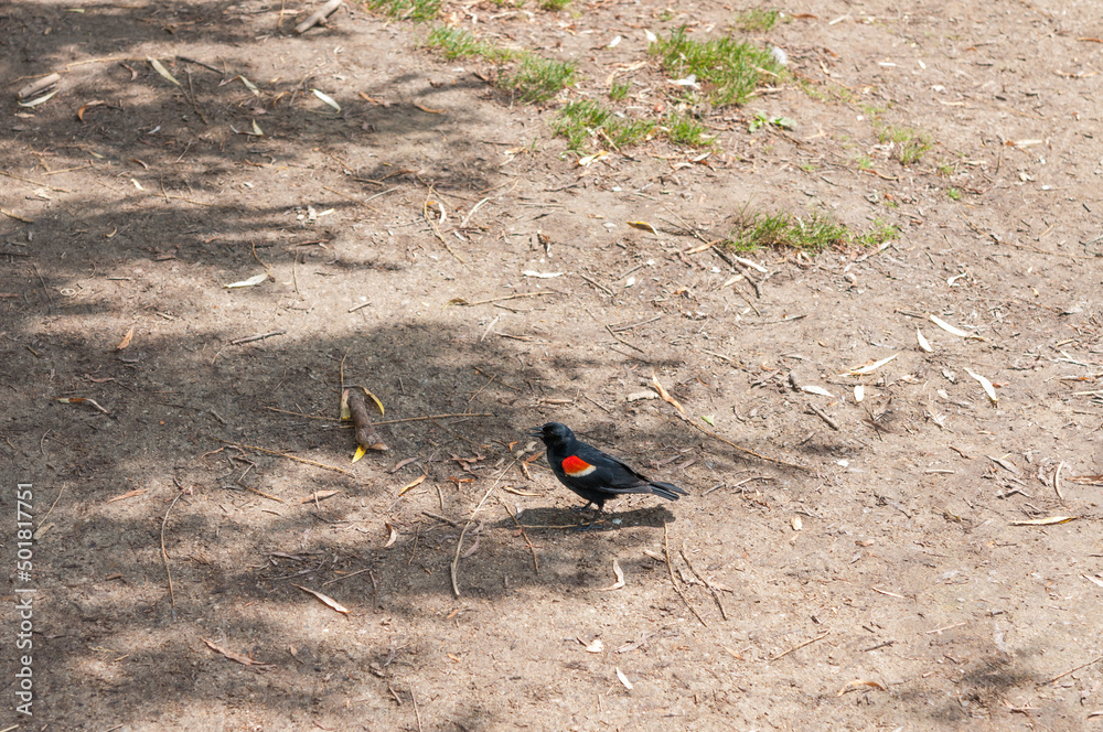 Agelaius phoeniceus or red-winged blackbird on the ground Agelaius phoeniceus or red-winged blackbird on the ground
