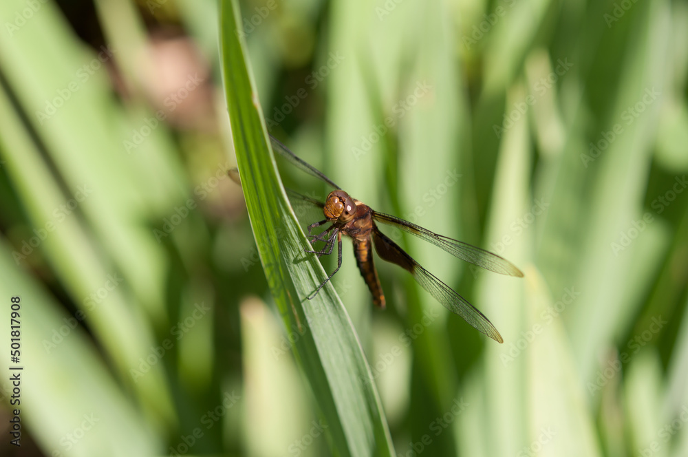 dragonfly on a leaf
