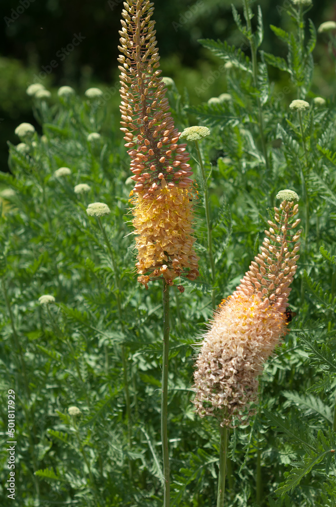 pink-orange flowers on tall spikes with multiple small blossoms in the garden