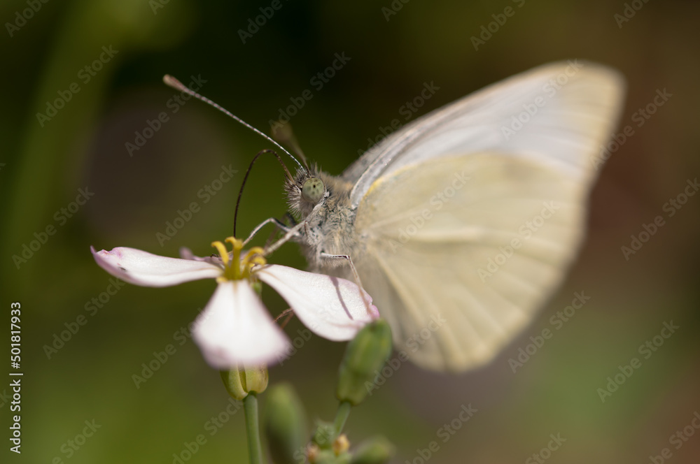 white butterfly on a flower white butterfly on a flower
