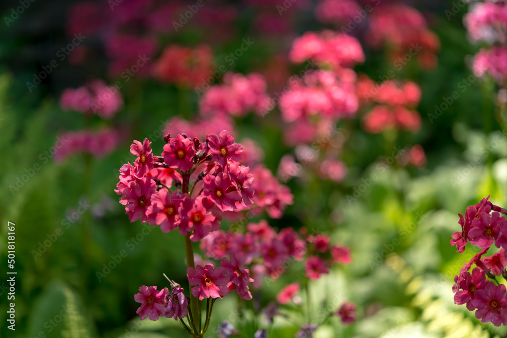 pink Primula bulleyana or candelabra primulas pink Primula bulleyana or candelabra primulas