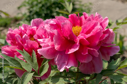 hot or deep pink Paeonia    suffruticosa blossom close up